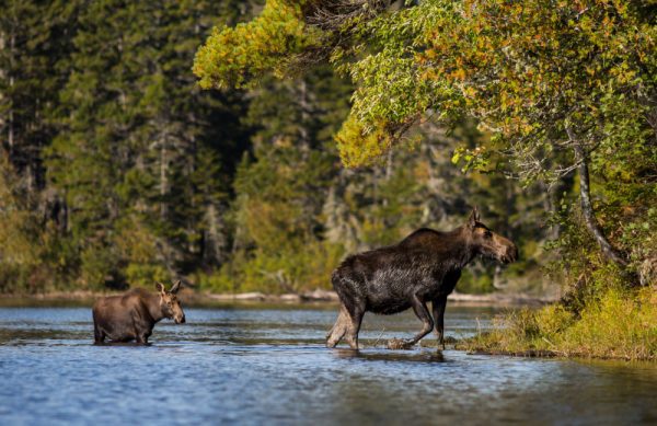 maine-moose-watching
