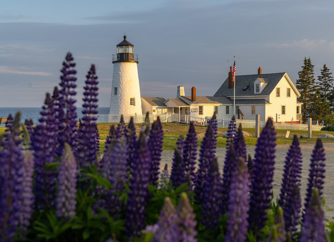A white lighthouse and house sit near the ocean with purple lupine flowers in the foreground, under a partly cloudy sky.