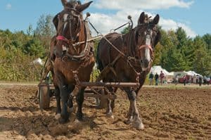 Common Ground Country Fair