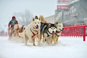 Dogsledding