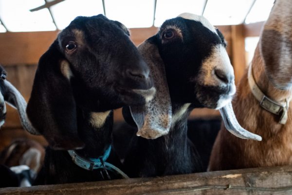 maine-farm-goats