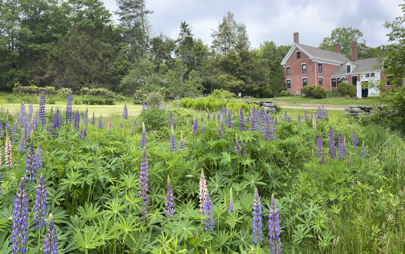 A field of purple lupine flowers grows in front of a red brick house surrounded by green trees and grass under a cloudy sky.