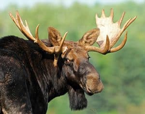 Maine moose