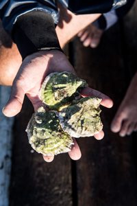 Maine oysters