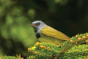 Mourning Warbler by Anita Mueller