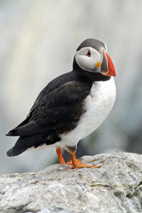 Puffin